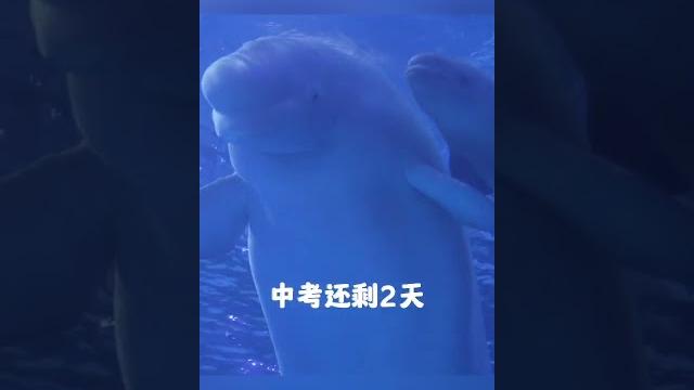 白鲸宝宝赶在中考前与大家见面啦! 白鲸宝宝赶在中考前与大家见面啦!