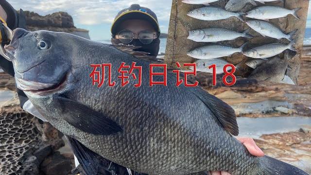 『矶钓日记18』拉到双手无力,大风浪之后的鱼口大开 『矶钓日记18』拉到双手无力,大风浪之后的鱼口大开