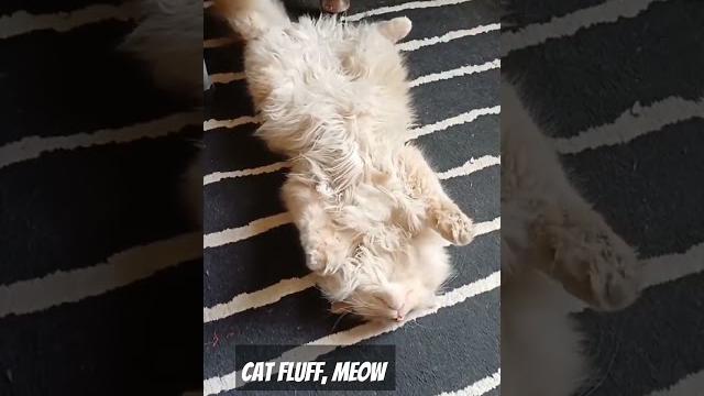 Cat fluff #cat #shorts #shortvideo #catlover #kitten #cute #fyp #viral #viralvideo #trending #trend Cat fluff #cat #shorts #shortvideo #catlover #kitten #cute #fyp #viral #viralvideo #trending #trend