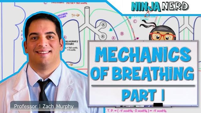 Respiratory | mechanics of breathing: pressure changes | part 1 Respiratory | mechanics of breathing: pressure changes | part 1