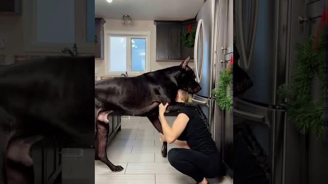 Great dane is taller than human || viralhog Great dane is taller than human || viralhog