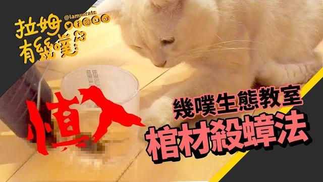 Horrible!! how to kill cockroach without hand?|lamuncats Horrible!! how to kill cockroach without hand?|lamuncats