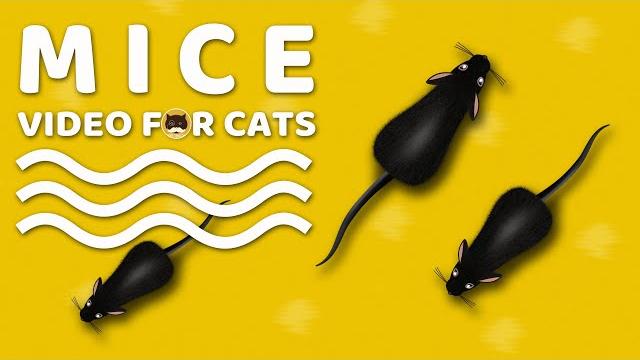 Cat games - mice. mouse sounds video for cats | cat & dog tv. Cat games - mice. mouse sounds video for cats | cat & dog tv.