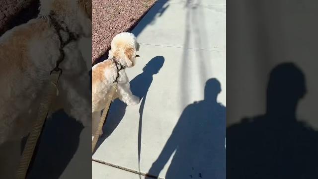 Goodmorning ️#walk #goodmorning #happypuppy Goodmorning ️#walk #goodmorning #happypuppy
