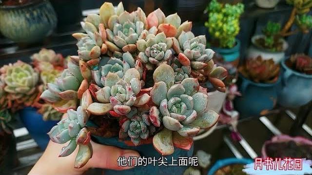 好看的多肉蜜桃格林,不仅皮实好养,主要能在我的露台上度夏成功 好看的多肉蜜桃格林,不仅皮实好养,主要能在我的露台上度夏成功