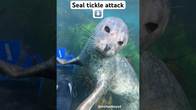 How to survive a seal tickle attack #seal How to survive a seal tickle attack #seal