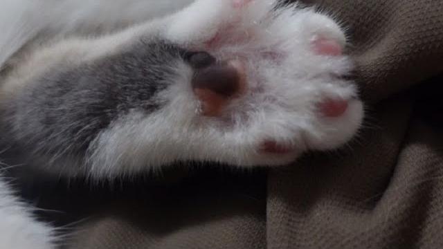 小猫一直挠猫猫脚心,它会痒吗?不行我替她挠挠? 小猫一直挠猫猫脚心,它会痒吗?不行我替她挠挠?