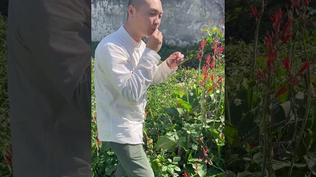 你知道这种青草叫什么吗?潮汕青草 你知道这种青草叫什么吗?潮汕青草