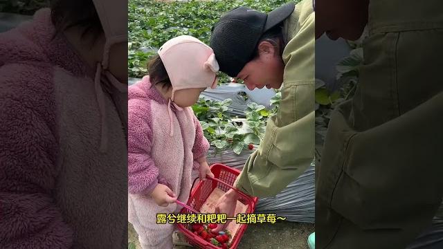 摘草莓的可爱宝宝!#可爱#萌娃 摘草莓的可爱宝宝!#可爱#萌娃