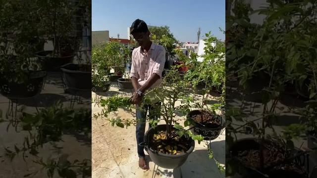 Best time to prune hibiscus plants Best time to prune hibiscus plants