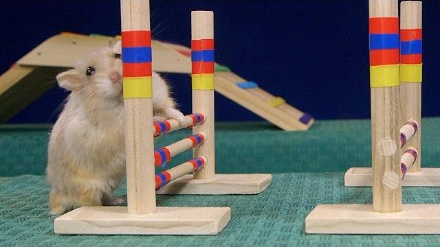 Tiny dwarf hamster agility course - dumptruck vs porkchop Tiny dwarf hamster agility course - dumptruck vs porkchop