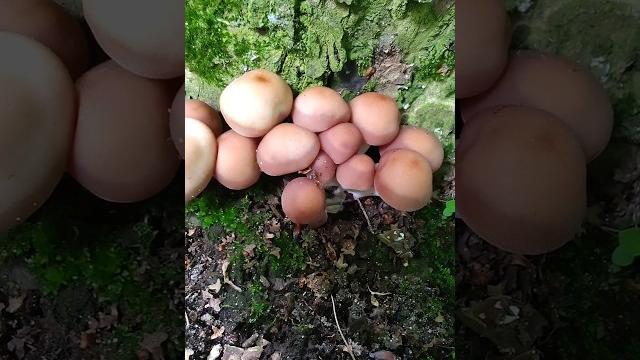 Гриб поганка - кто он? псатирелла каштановая. #mushroom #поганки #съедобныегрибы #грибы #летниегрибы Гриб поганка - кто он? псатирелла каштановая. #mushroom #поганки #съедобныегрибы #грибы #летниегрибы