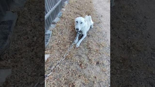 Истощённая собака Истощённая собака