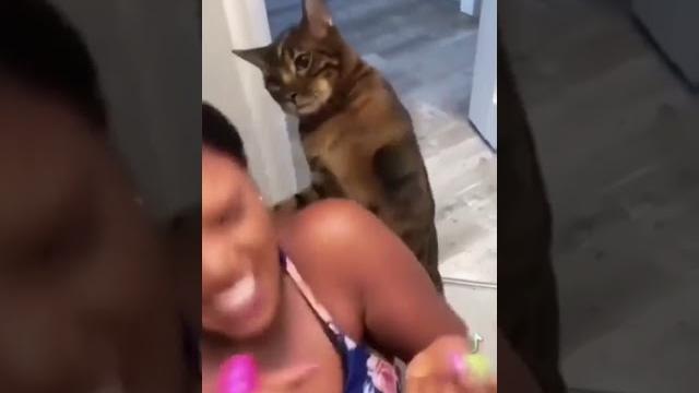 When your cat hates make up*spank* When your cat hates make up*spank*