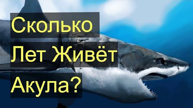 Сколько лет живет акула Сколько лет живет акула