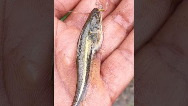 Baby boal fish Baby boal fish