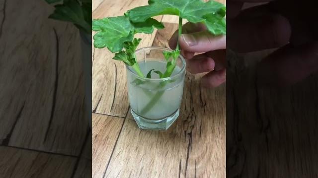 Как укоренить пеларгонию в воде? смотрим результат! Как укоренить пеларгонию в воде? смотрим результат!