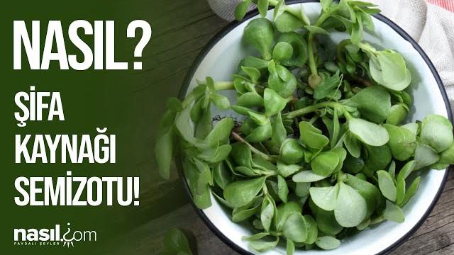 Semi̇zotunun hi̇ç bi̇lmedi̇ği̇ni̇z 12 hari̇ka faydasi! #semizotu #sağlık #fayda #şifa #sebze #beslenme Semi̇zotunun hi̇ç bi̇lmedi̇ği̇ni̇z 12 hari̇ka faydasi! #semizotu #sağlık #fayda #şifa #sebze #beslenme