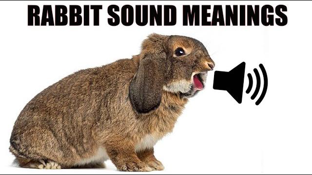 13 sounds rabbits make and what they mean 13 sounds rabbits make and what they mean