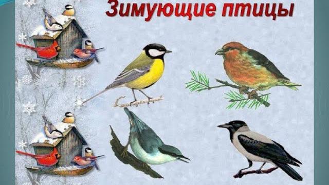 Как зимуют птицы. Как зимуют птицы.