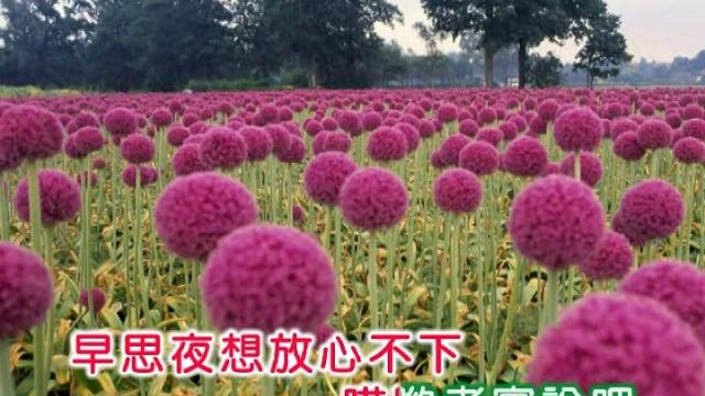 張小英 ~ 門邊一樹碧桃花 張小英 ~ 門邊一樹碧桃花