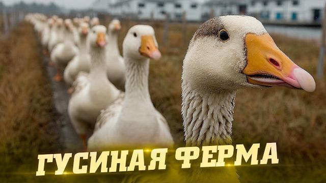 Гусиная ферма. как это сделано Гусиная ферма. как это сделано