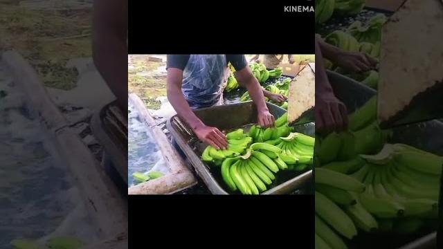 Export quality banana Export quality banana