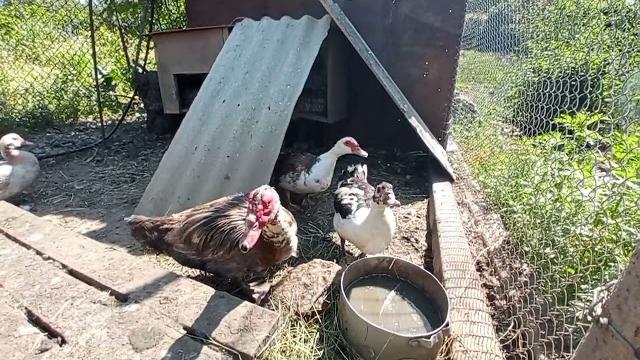 Утята вылупились или нет? утка наседка очень агрессивная а под курицей гусиные яйца буду проверять Утята вылупились или нет? утка наседка очень агрессивная а под курицей гусиные яйца буду проверять
