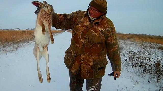 Охота на зайца. тропление зайца по свежему снегу. Охота на зайца. тропление зайца по свежему снегу.