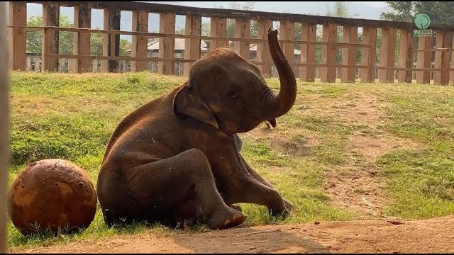 Namtip play a big ball - elephantnews Namtip play a big ball - elephantnews