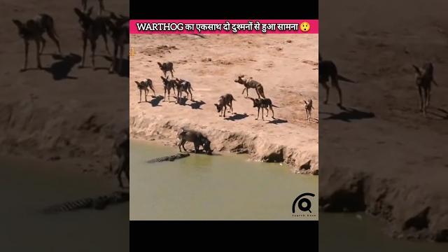 Warthog vs hyna and crocodile | #shorts Warthog vs hyna and crocodile | #shorts
