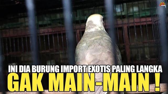 Ga main2 ! kios ini punya burung import exotis paling langka yg baru ada di pasar burung pramuka Ga main2 ! kios ini punya burung import exotis paling langka yg baru ada di pasar burung pramuka