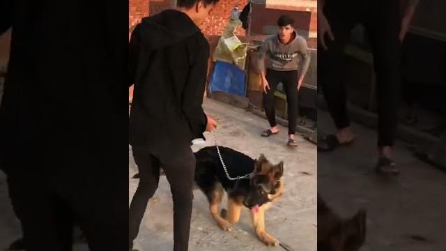 لما صاحبك يجيب كلب "يحميه" لما صاحبك يجيب كلب "يحميه"