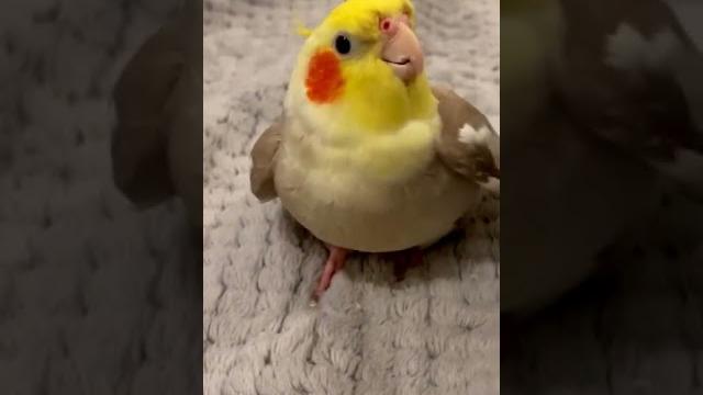 Cookie song cockatiel || cockatiel singing #cockatiel #shorts #cockatielsinging #ginger Cookie song cockatiel || cockatiel singing #cockatiel #shorts #cockatielsinging #ginger