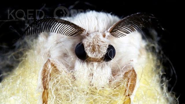 Silkworms spin cocoons that spell their own doom | deep look Silkworms spin cocoons that spell their own doom | deep look