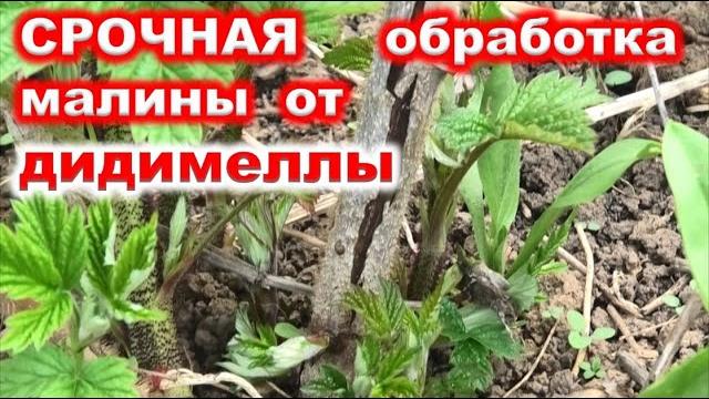 Срочная обработка малины от дидимеллы Срочная обработка малины от дидимеллы