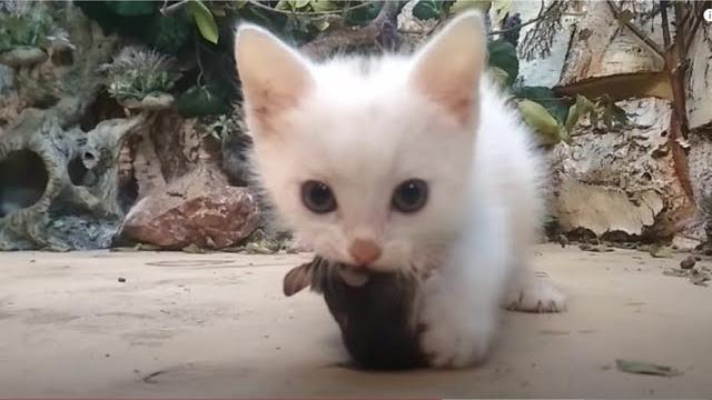 Первая мышь крохотного котенка! Первая мышь крохотного котенка!