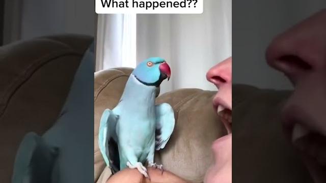 Talking parrot interacts adorably with owner Talking parrot interacts adorably with owner
