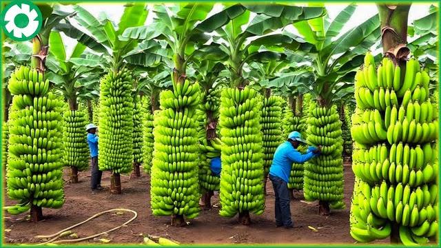 Transporting tons of bananas this way - grows and harvest agricultural | agriculture technology Transporting tons of bananas this way - grows and harvest agricultural | agriculture technology