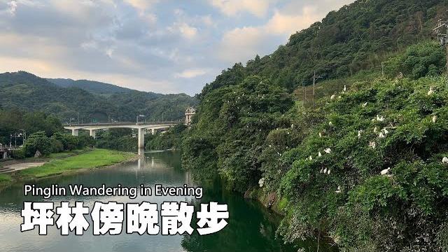 坪林傍晚散步,近距離觀看築巢繁殖的鷺鷥群,鳥巢、鳥蛋、雛鳥,看得一清二楚 坪林傍晚散步,近距離觀看築巢繁殖的鷺鷥群,鳥巢、鳥蛋、雛鳥,看得一清二楚