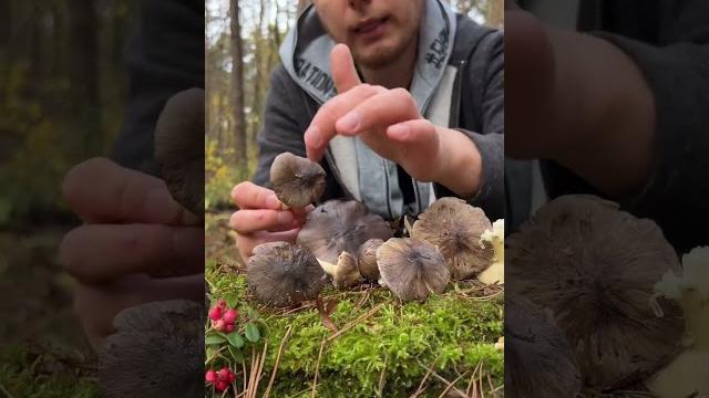 Как отличить зелёнки/подзеленки от ядовитых двойников? #зеленушка #зелёнка #рядовка #белыйгриб Как отличить зелёнки/подзеленки от ядовитых двойников? #зеленушка #зелёнка #рядовка #белыйгриб
