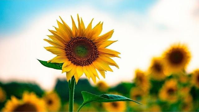 Sunflowers | classical music Sunflowers | classical music
