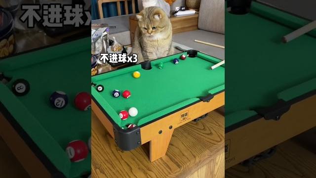 【薯條麻麻薯】貓:很難嗎?怎麼你一個都不進不了? 【薯條麻麻薯】貓:很難嗎?怎麼你一個都不進不了?