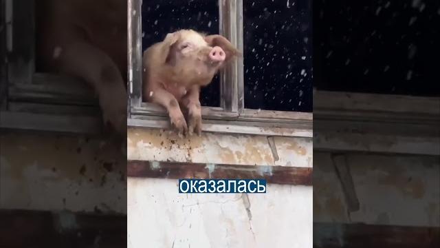 Свинья спасла себя от мясника Свинья спасла себя от мясника