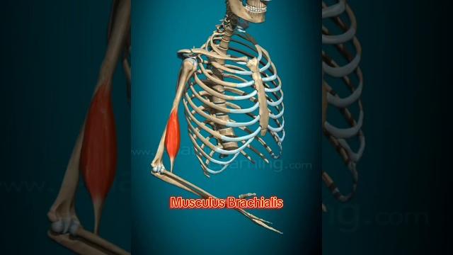 Musculus brachialis #bodybuilding #anatomy #gym Musculus brachialis #bodybuilding #anatomy #gym