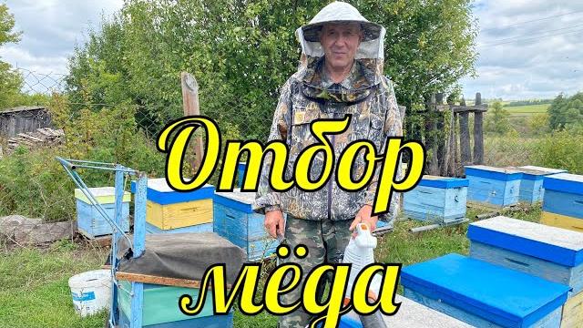 Отбор мёда!!! карника и бакфаст!!! Отбор мёда!!! карника и бакфаст!!!