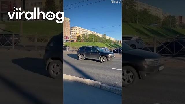 Clumsy moose collides with passing car || viralhog Clumsy moose collides with passing car || viralhog