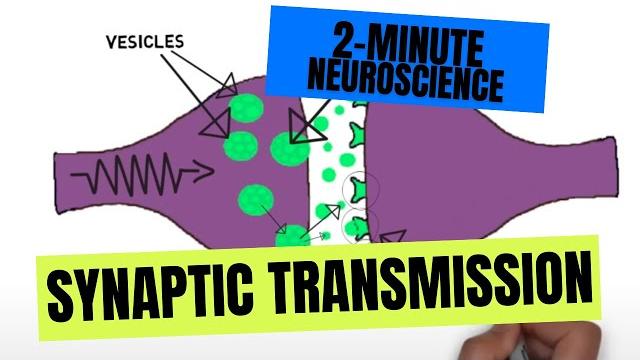 2-minute neuroscience: synaptic transmission 2-minute neuroscience: synaptic transmission