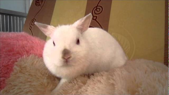 Xi muoi - netherland dwarf bunny Xi muoi - netherland dwarf bunny