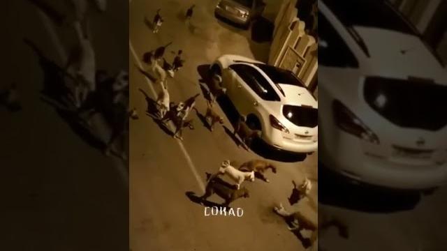#jj kucing vs anjing viral #jj kucing vs anjing viral